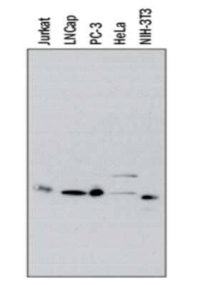 Western Blot: IkB-alpha Antibody (6A920)Azide and BSA Free [NBP2-80787]