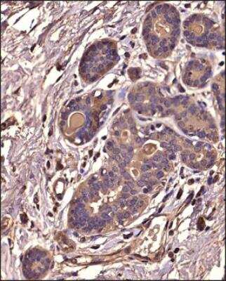 Immunohistochemistry-Paraffin: IkB-alpha Antibody (6A920) - BSA Free [NB100-56507]
