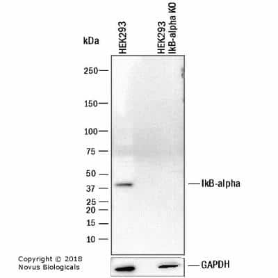 Knockout Validated: IkB-alpha Antibody (6A920) - BSA Free [NB100-56507]