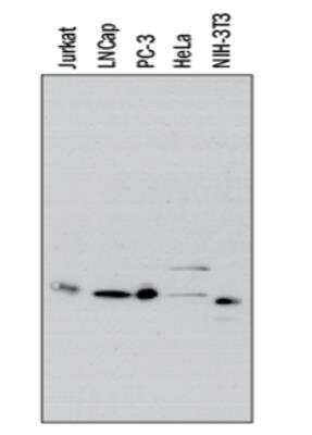 Western Blot: IkB-alpha Antibody (6A920)BSA Free [NB100-56507]