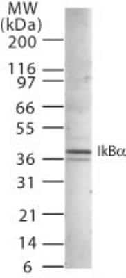 Western Blot: IkB-alpha Antibody [NB120-22071]