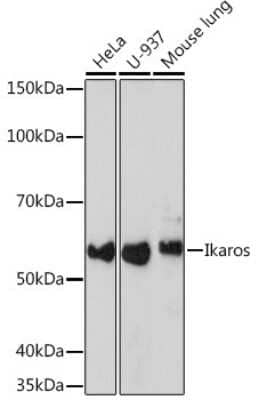 Western Blot: Ikaros/IKZF1 Antibody (4S10I3) [NBP3-16223]