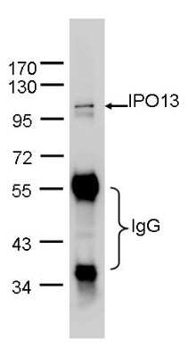Western Blot: Importin-13 Antibody [NBP1-31508]