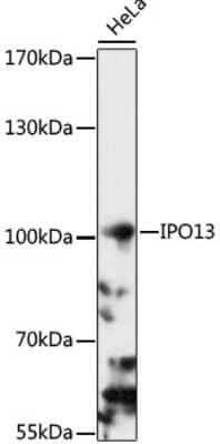 Western Blot: Importin-13 AntibodyAzide and BSA Free [NBP3-03800]