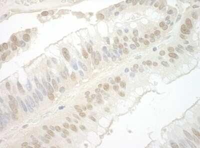 Immunohistochemistry-Paraffin: Importin-7 Antibody [NBP1-46168]