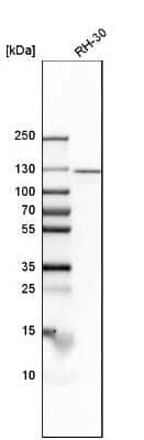 Western Blot: Importin-7 Antibody [NBP1-87880]