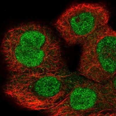 Immunocytochemistry/ Immunofluorescence: Importin-8 Antibody [NBP1-87878]