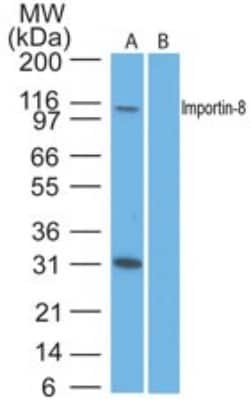 Western Blot: Importin-8 Antibody [NBP2-24751]