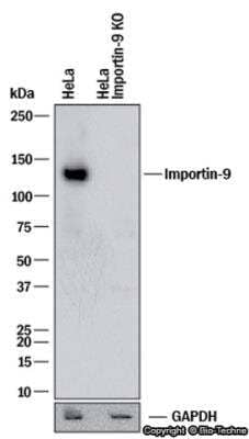 Knockout Validated: Importin-9 Antibody [NB100-56489]