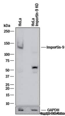 Knockout Validated: Importin-9 Antibody [NB100-56499]