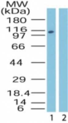 Western Blot: Importin-9 Antibody [NB100-56489]
