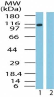 Western Blot: Importin-9 Antibody [NB100-56499]