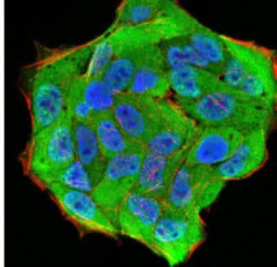 Immunocytochemistry/ Immunofluorescence: Importin alpha 2/KPNA2 Antibody (1E8B7) - BSA Free [NBP2-52501]