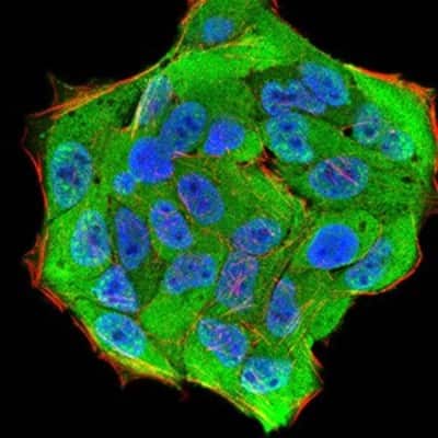 Immunocytochemistry/ Immunofluorescence: Importin alpha 2/KPNA2 Antibody (1E8B7) - BSA Free [NBP2-52501]