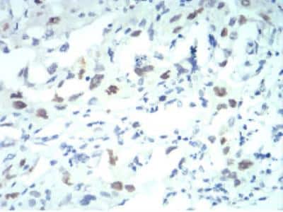 Immunohistochemistry-Paraffin: Importin alpha 2/KPNA2 Antibody (1E8B7) - BSA Free [NBP2-52501]