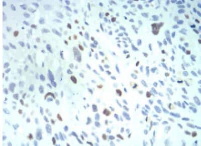 Immunohistochemistry-Paraffin: Importin alpha 2/KPNA2 Antibody (1E8B7) - BSA Free [NBP2-52501]