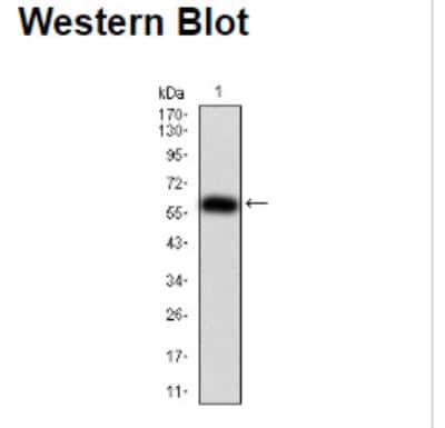 Western Blot: Importin alpha 2/KPNA2 Antibody (1E8B7)BSA Free [NBP2-52501]
