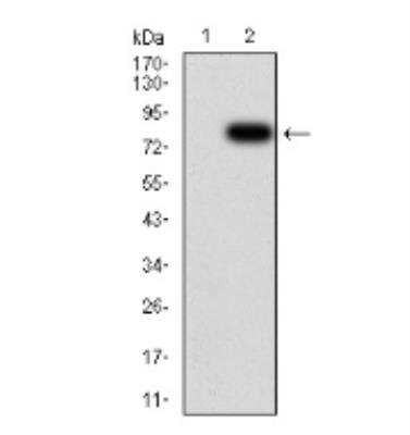 Western Blot: Importin alpha 2/KPNA2 Antibody (1E8B7)BSA Free [NBP2-52501]