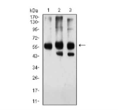 Western Blot: Importin alpha 2/KPNA2 Antibody (1E8B7)BSA Free [NBP2-52501]