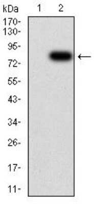 Western Blot: Importin alpha 2/KPNA2 Antibody (1E8B7)BSA Free [NBP2-52501]