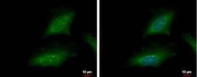 Immunocytochemistry/ Immunofluorescence: Importin alpha 2/KPNA2 Antibody [NBP1-31098]