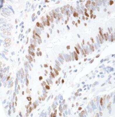 Immunohistochemistry-Paraffin: Importin alpha 2/KPNA2 Antibody [NB100-79808]