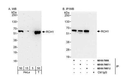 Immunoprecipitation: Importin alpha 2/KPNA2 Antibody [NB100-79807]