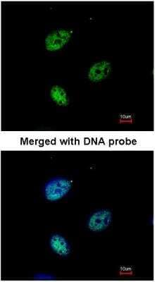 Immunocytochemistry/ Immunofluorescence: Importin alpha 3/KPNA4 Antibody [NBP1-31260]
