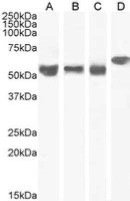 Western Blot: Importin alpha 3/KPNA4 Antibody [NB100-1374]