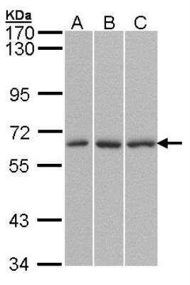 Western Blot: Importin alpha 3/KPNA4 Antibody [NBP1-31260]