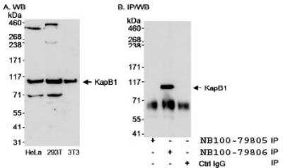 Western Blot: Importin beta/KPNB1 Antibody [NB100-79806]