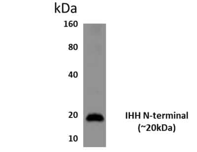 Western Blot: Indian Hedgehog/Ihh Antibody (9L16)Azide and BSA Free [NBP2-22020]