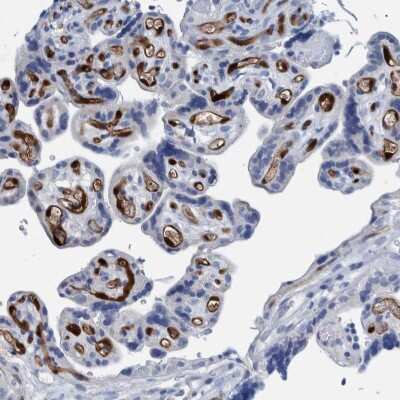 Immunohistochemistry-Paraffin: Indoleamine 2,3-dioxygenase/IDO Antibody [NBP1-87702]