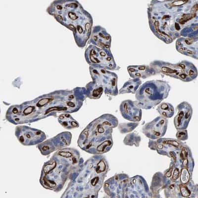 Immunohistochemistry-Paraffin: Indoleamine 2,3-dioxygenase/IDO Antibody [NBP1-87703]
