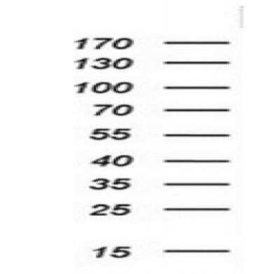 Western Blot: Indoleamine 2,3-dioxygenase/IDO Antibody (OTI2B5)Azide and BSA Free [NBP2-71038]
