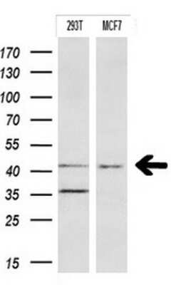 Western Blot: Indoleamine 2,3-dioxygenase/IDO Antibody (OTI2B5)Azide and BSA Free [NBP2-71038]