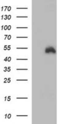 Western Blot: Indoleamine 2,3-dioxygenase/IDO Antibody (OTI2B5)Azide and BSA Free [NBP2-71038]