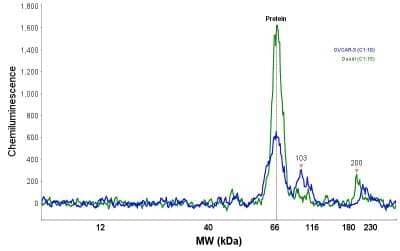 Simple Western: Indoleamine 2,3-dioxygenase/IDO Antibody [NBP1-87702]