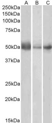 Western Blot: Indoleamine 2,3-dioxygenase/IDO Antibody [NB100-2459]