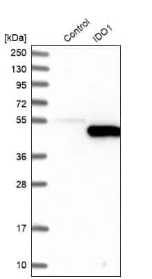 Western Blot: Indoleamine 2,3-dioxygenase/IDO Antibody [NBP1-87701]