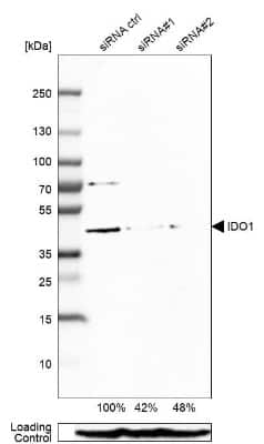 Western Blot: Indoleamine 2,3-dioxygenase/IDO Antibody [NBP1-87703]