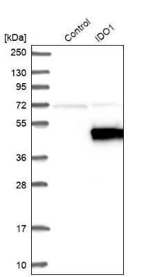 Western Blot: Indoleamine 2,3-dioxygenase/IDO Antibody [NBP1-87703]