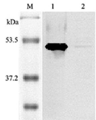 Western Blot: Indoleamine 2,3-dioxygenase/IDO Antibody [NBP2-80106]