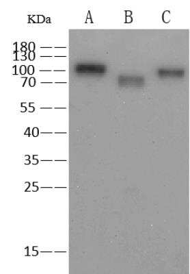 Western Blot: Influenza A H1N1 Hemagglutinin Antibody (2F1A7) [NBP3-06443]