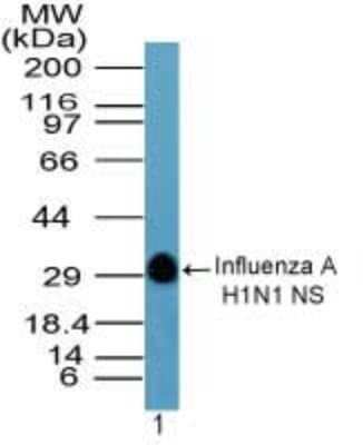 Western Blot: Influenza A H1N1 Hemagglutinin Antibody(A/Swine/Iowa/15/1930) [NBP2-24938]