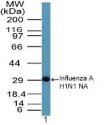 Western Blot: Influenza A H1N1 Hemagglutinin Antibody [NBP2-24937]