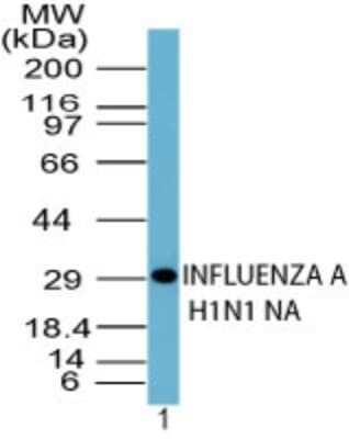 Western Blot: Influenza A H1N1 Hemagglutinin Antibody [NBP2-24955]