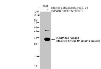 Western Blot: Influenza A H1N1 M1 Antibody(A/Puerto Rico/8/1934) [NBP2-14995]