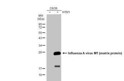 Western Blot: Influenza A H1N1 M1 Antibody(A/Puerto Rico/8/1934) [NBP2-14996]