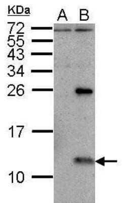 Western Blot: Influenza A H1N1 NS2 Antibody(A/Puerto Rico/8/1934) [NBP2-42872]
